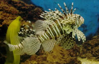 靠谱的自助网站求的短信验证码轰炸在线版